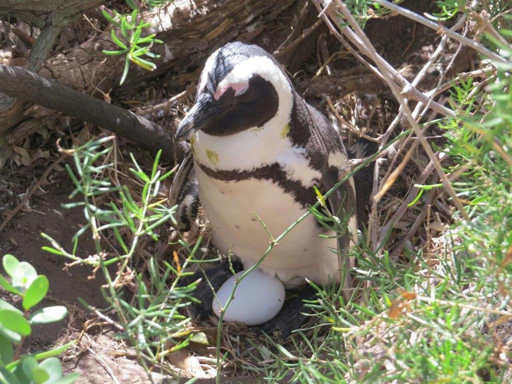 Penguins View Guesthouse Simon's Town Eksteriør billede